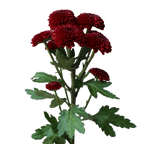Crisantemo Santini Lexy Red