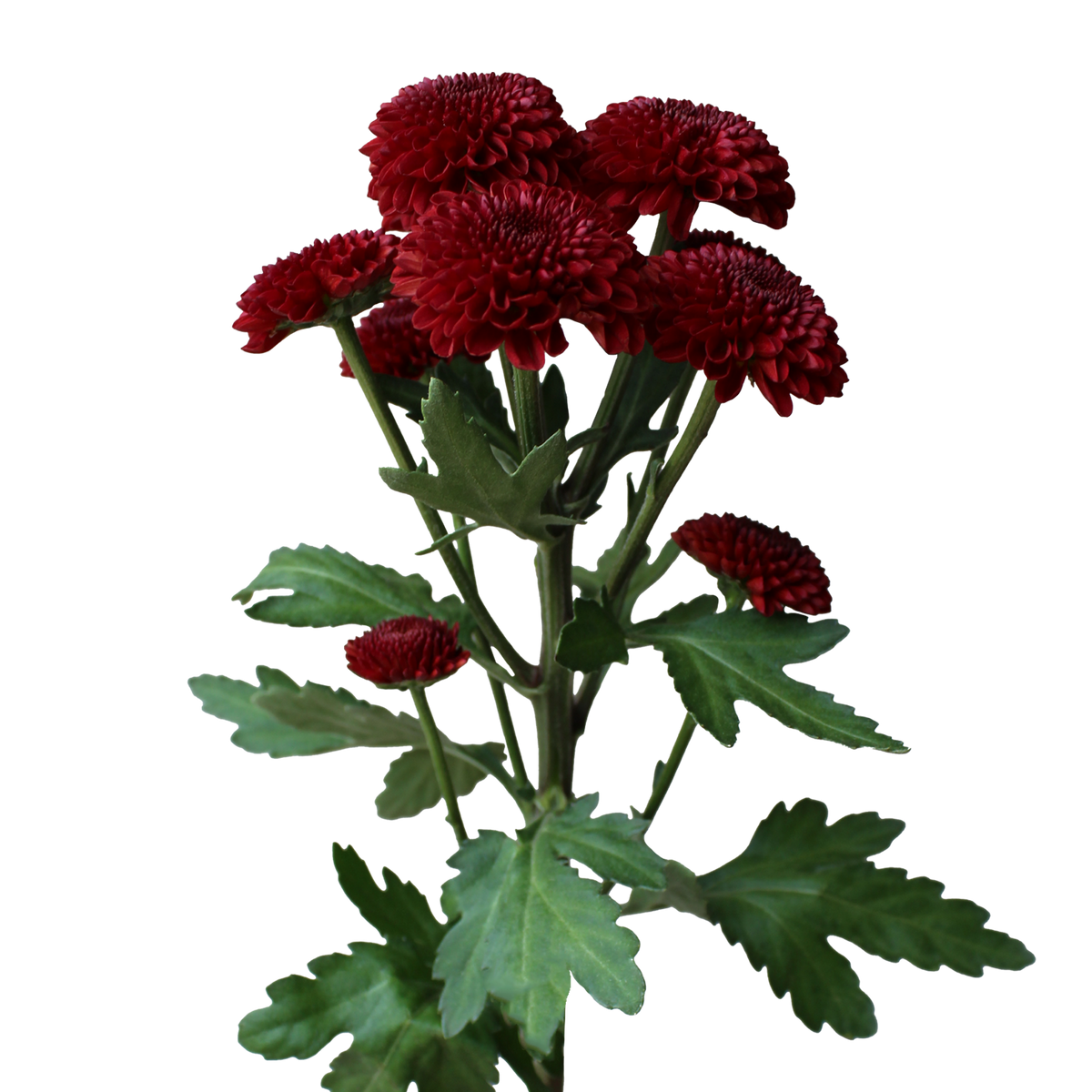 Crisantemo Santini Lexy Red
