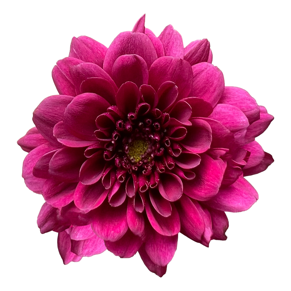 Crisantemo Santini Merida Splendid Purple