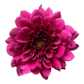 Crisantemo Santini Merida Splendid Purple