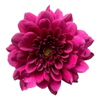 Crisantemo Santini Merida Splendid Purple