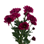 Crisantemo Santini Merida Splendid Purple