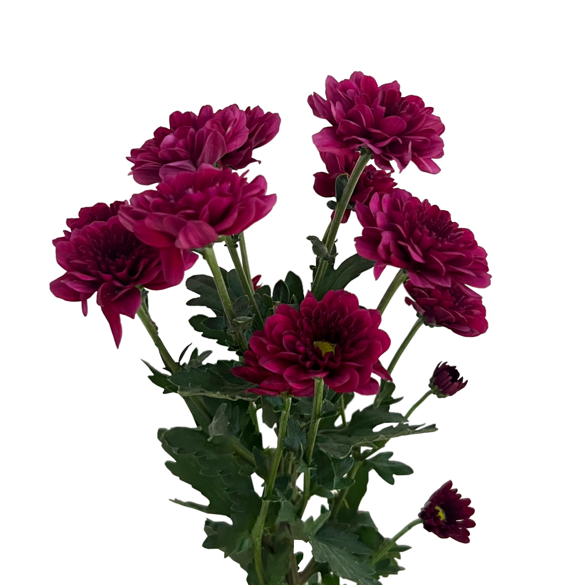 Crisantemo Santini Merida Splendid Purple