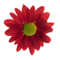 Crisantemo Daisy Mia Red