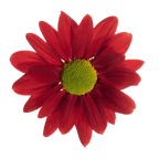 Crisantemo Daisy Mia Red