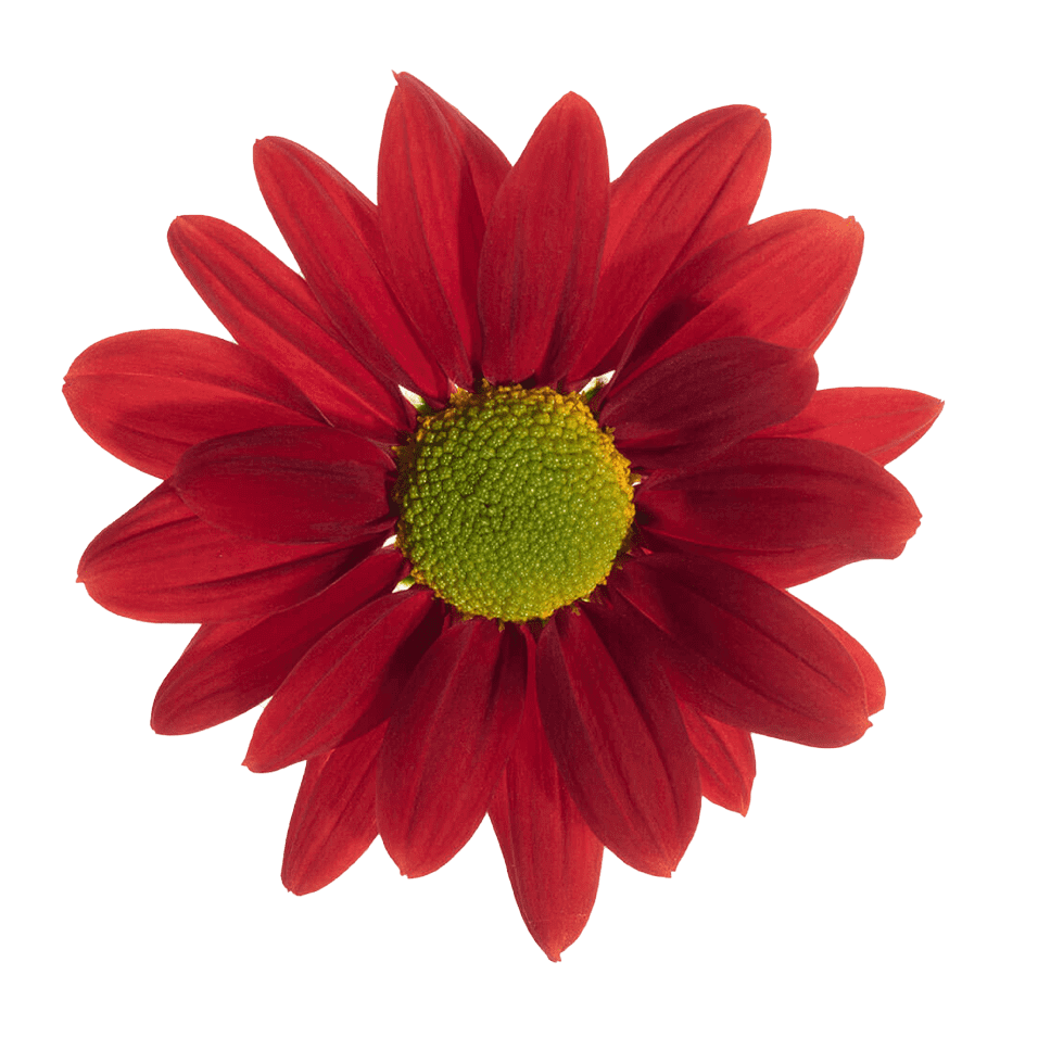 Crisantemo Daisy Mia Red