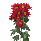 Crisantemo Daisy Mia Red