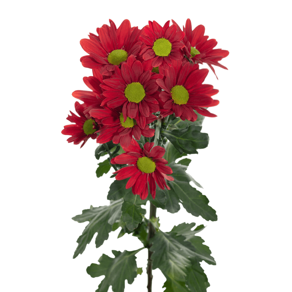 Crisantemo Daisy Mia Red