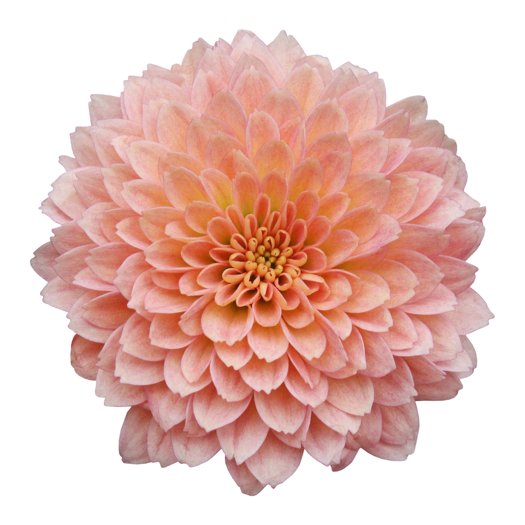 Crisantemo Santini Miller Apricot