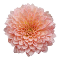 Crisantemo Santini Miller Apricot