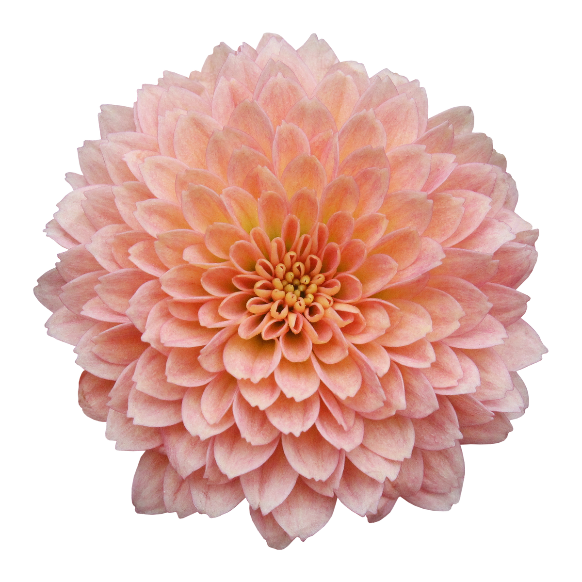 Crisantemo Santini Miller Apricot