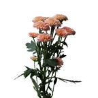 Crisantemo Santini Miller Apricot