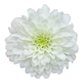 Crisantemo Santini Miller White