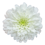 Crisantemo Santini Miller White