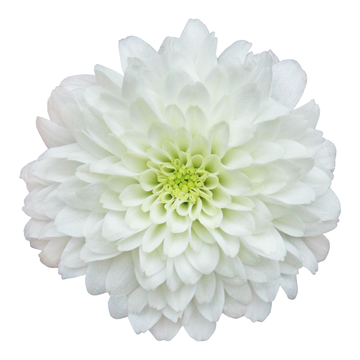 Crisantemo Santini Miller White
