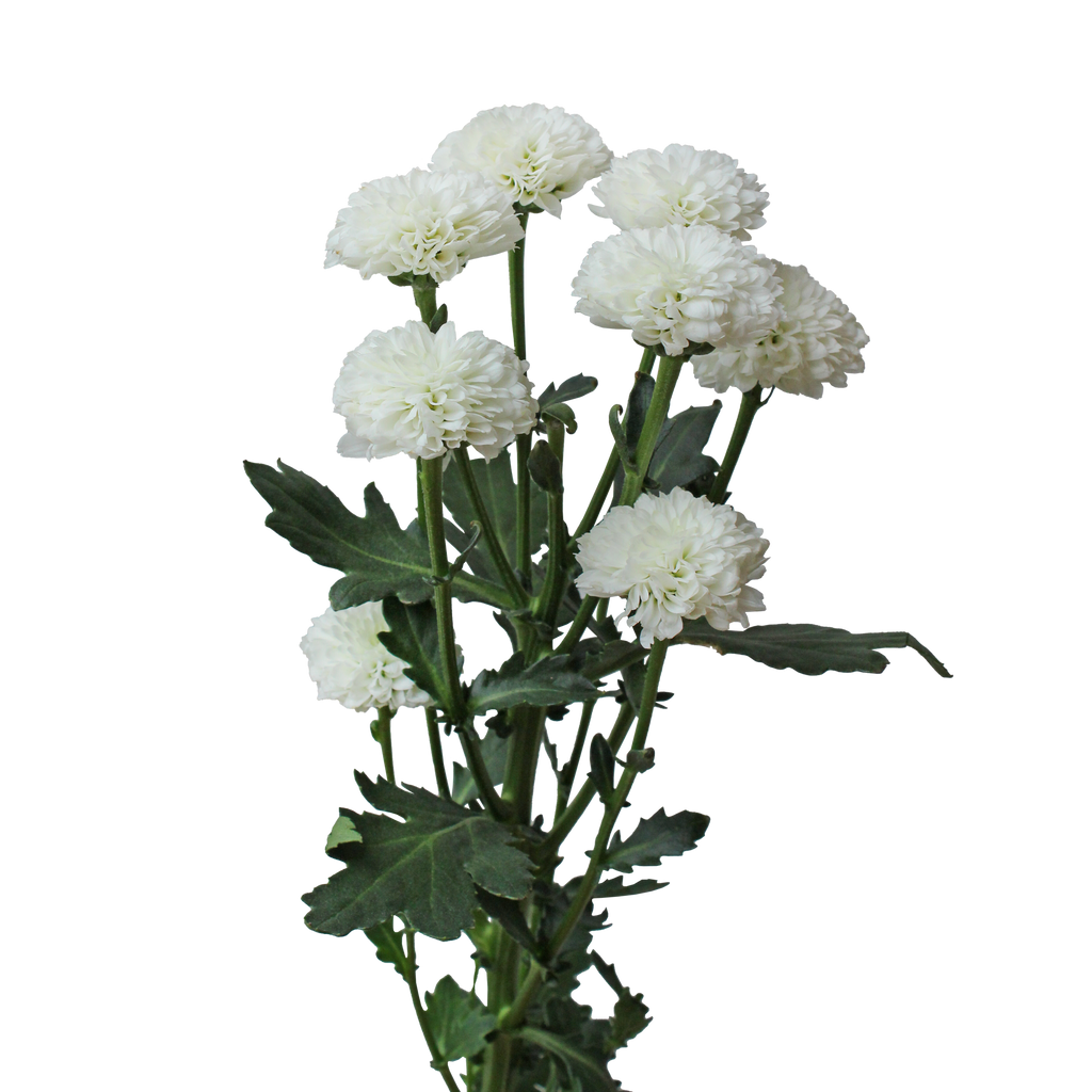 Crisantemo Santini Miller White