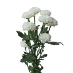 Crisantemo Santini Miller White