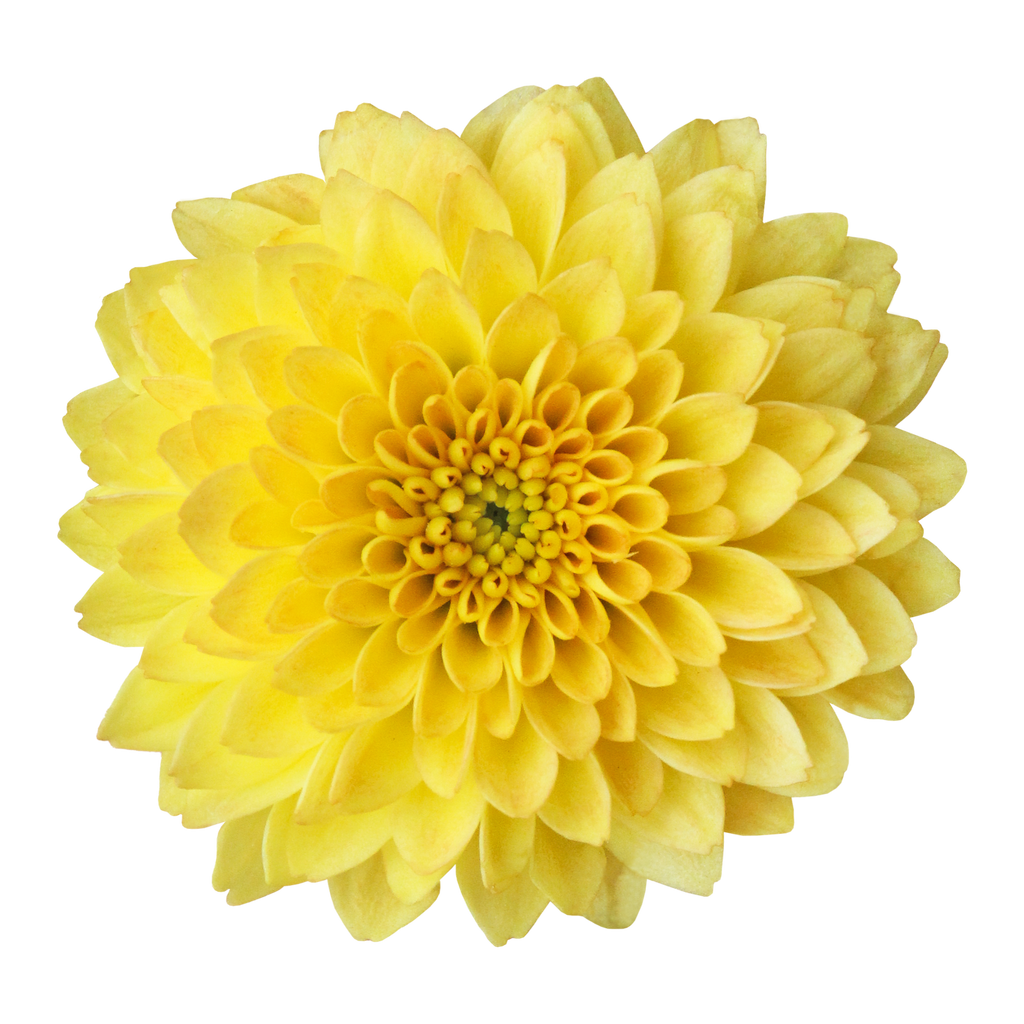 Crisantemo Santini Miller Yellow