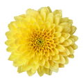 Crisantemo Santini Miller Yellow