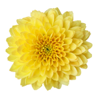 Crisantemo Santini Miller Yellow