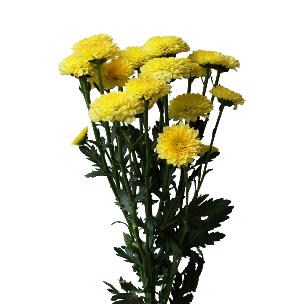 Crisantemo Santini Miller Yellow