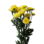 Crisantemo Santini Miller Yellow