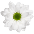 Crisantemo Daisy Mirana