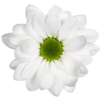 Crisantemo Daisy Mirana