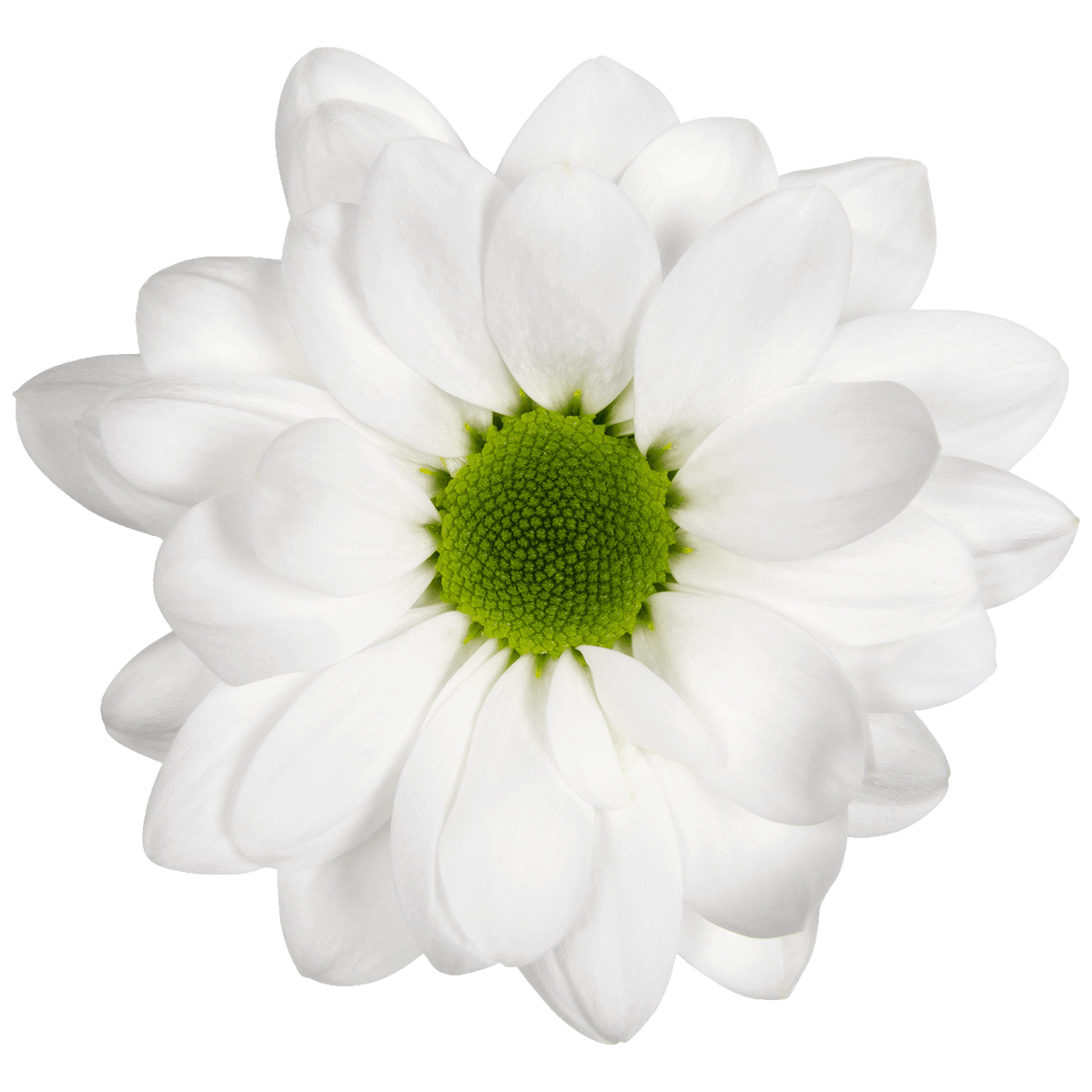 Crisantemo Daisy Mirana