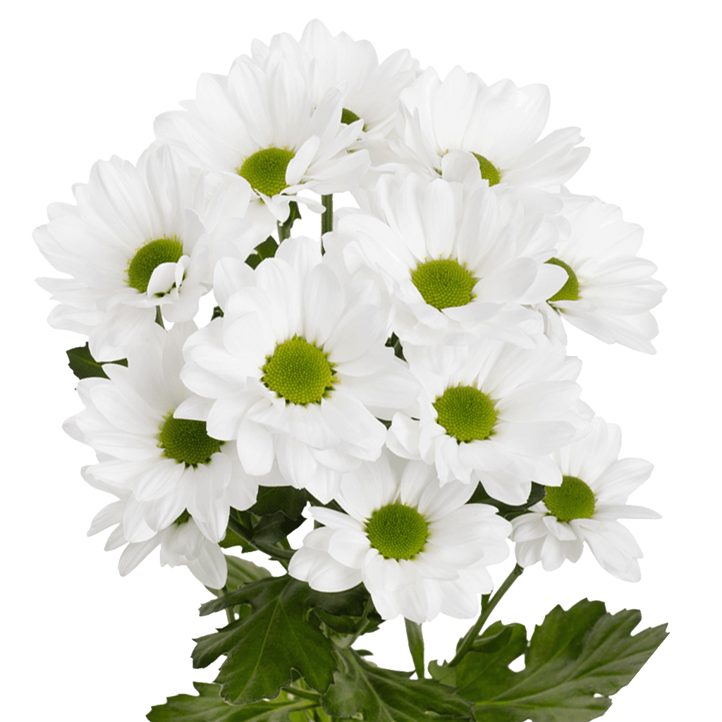 Crisantemo Daisy Mirana