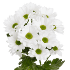Crisantemo Daisy Mirana