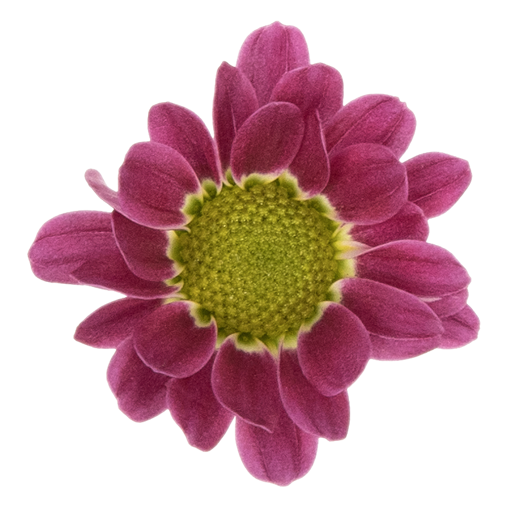 Crisantemo Santini Nebula Lavender