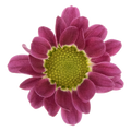 Crisantemo Santini Nebula Lavender