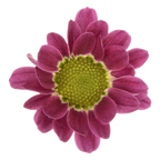 Crisantemo Santini Nebula Lavender
