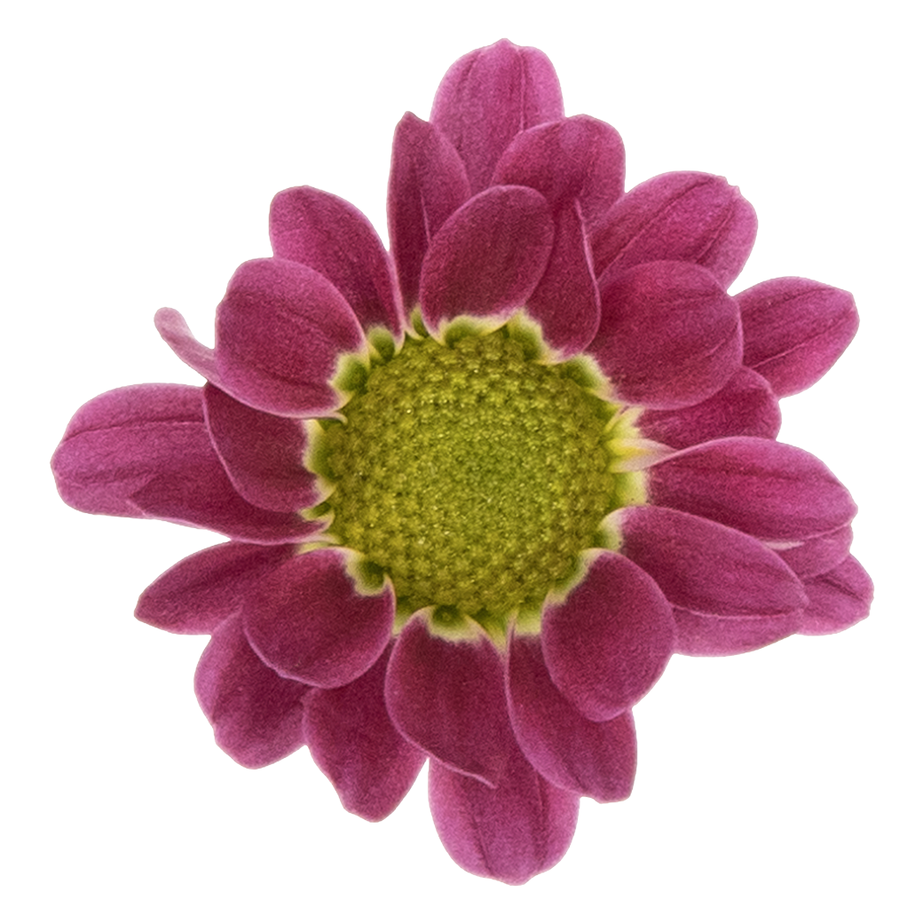 Crisantemo Santini Nebula Lavender