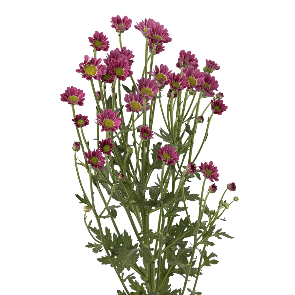 Crisantemo Santini Nebula Lavender