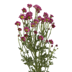 Crisantemo Santini Nebula Lavender