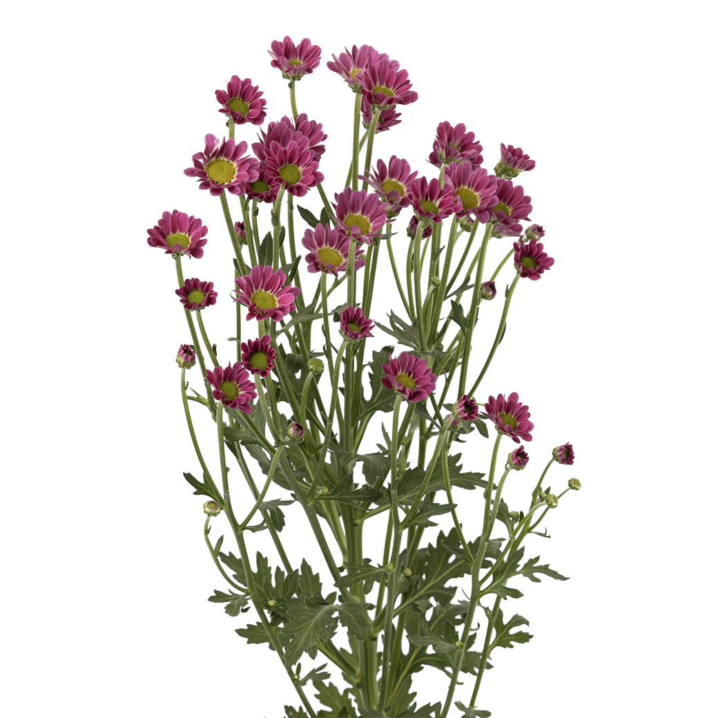 Crisantemo Santini Nebula Lavender