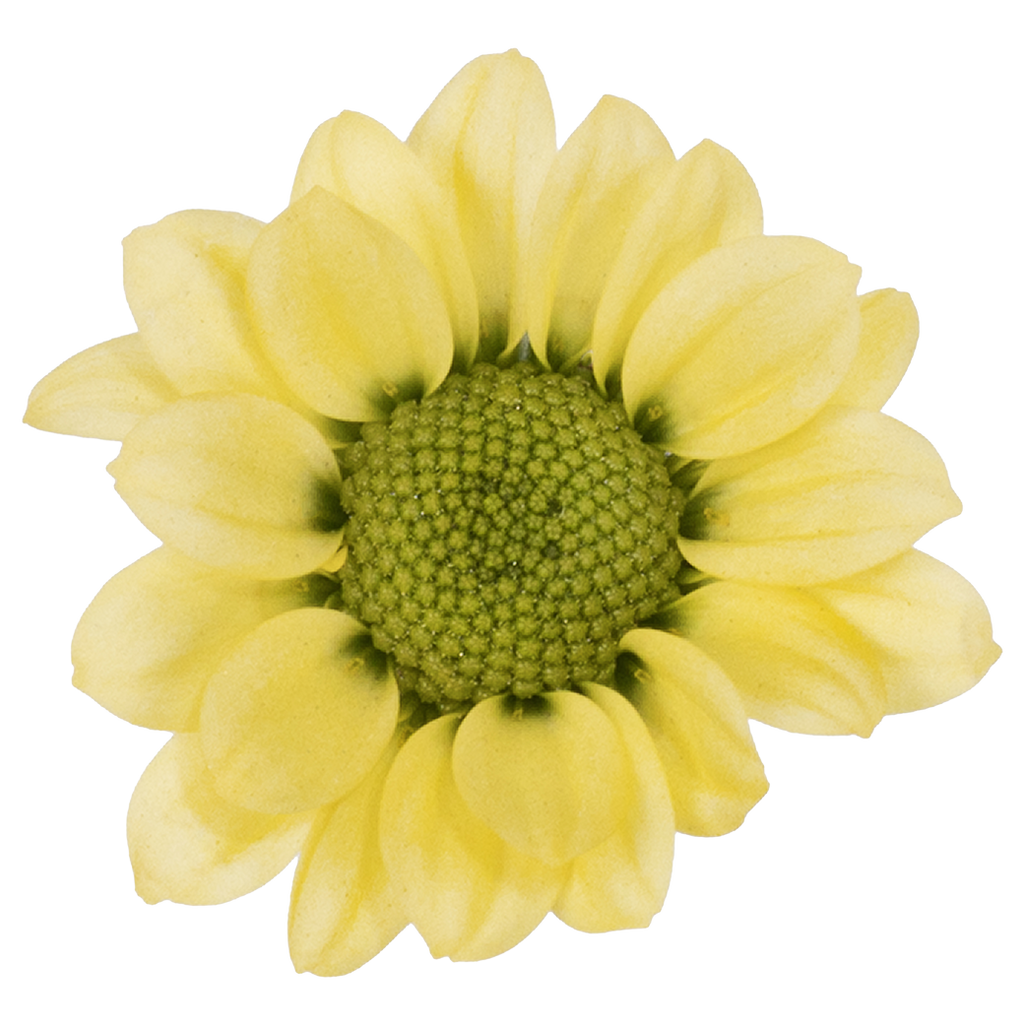 Crisantemo Santini Nebula Lemon