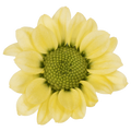 Crisantemo Santini Nebula Lemon