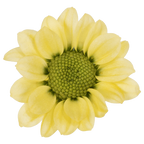 Crisantemo Santini Nebula Lemon