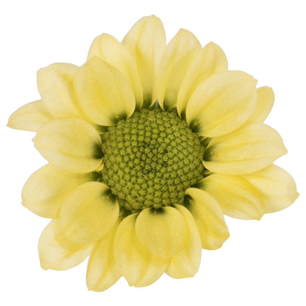 Crisantemo Santini Nebula Lemon
