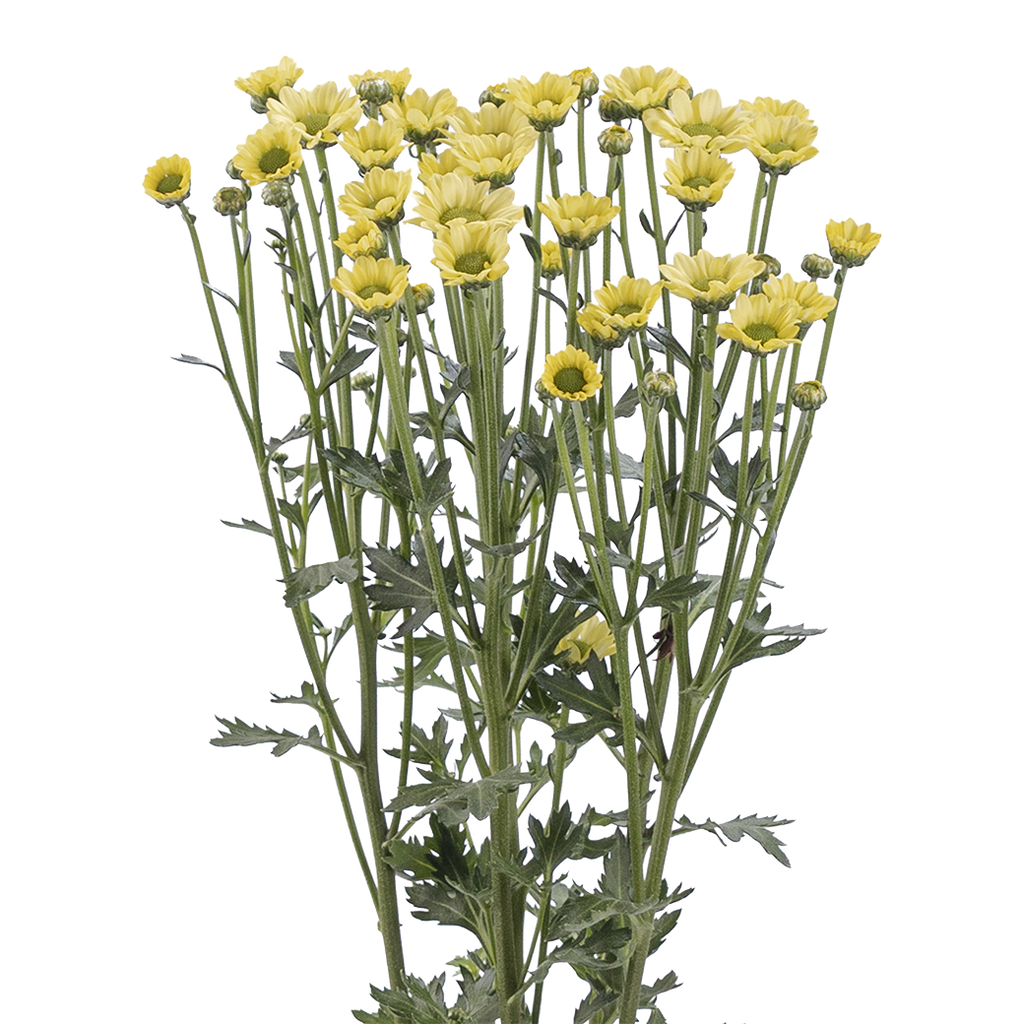 Crisantemo Santini Nebula Lemon