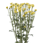 Crisantemo Santini Nebula Lemon