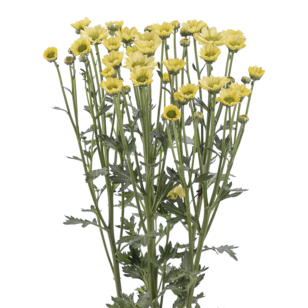 Crisantemo Santini Nebula Lemon