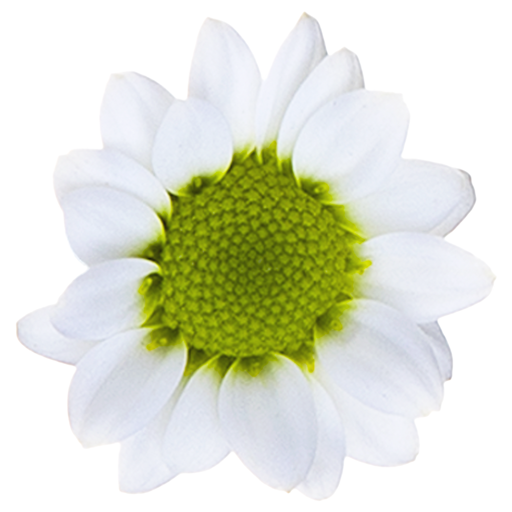 Crisantemo Santini Nebula White