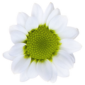Crisantemo Santini Nebula White