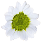 Crisantemo Santini Nebula White