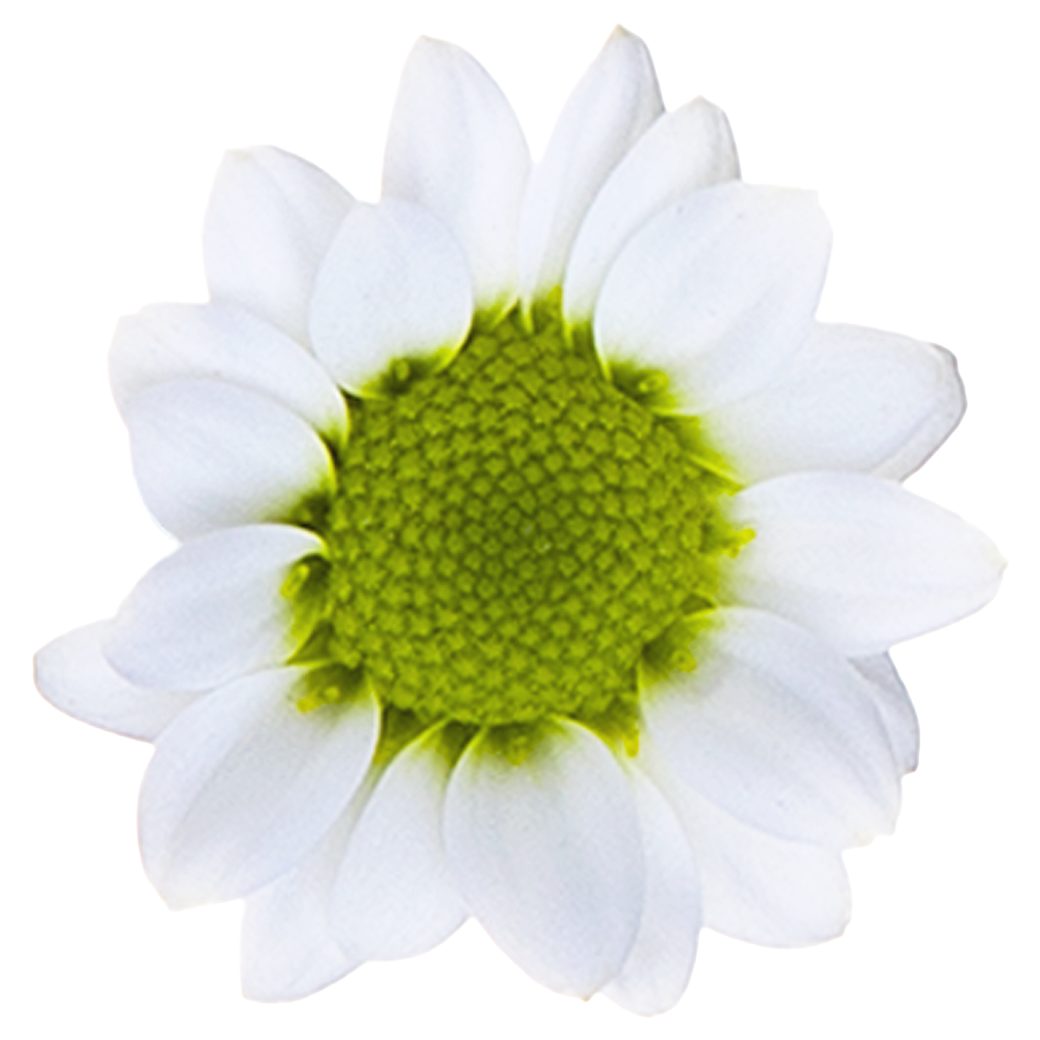 Crisantemo Santini Nebula White