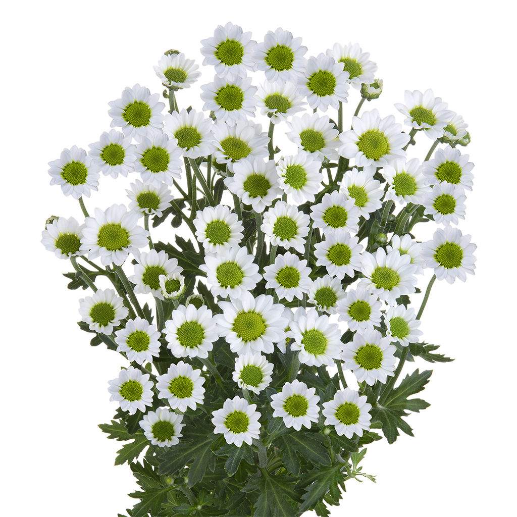Crisantemo Santini Nebula White